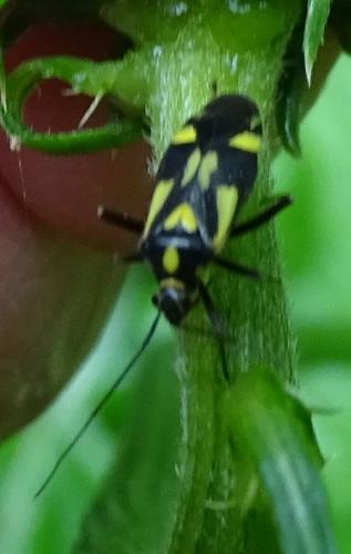 Réf. 186 824 : Grypocoris sexguttatus
